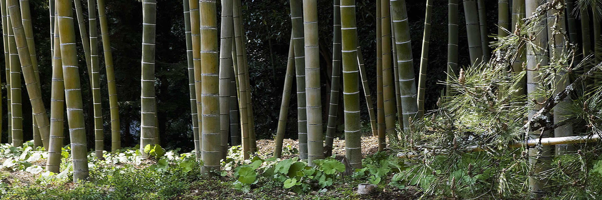 holly-forsyth-bamboo-forest